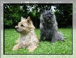 trawa, zielona, Cairn Terrier